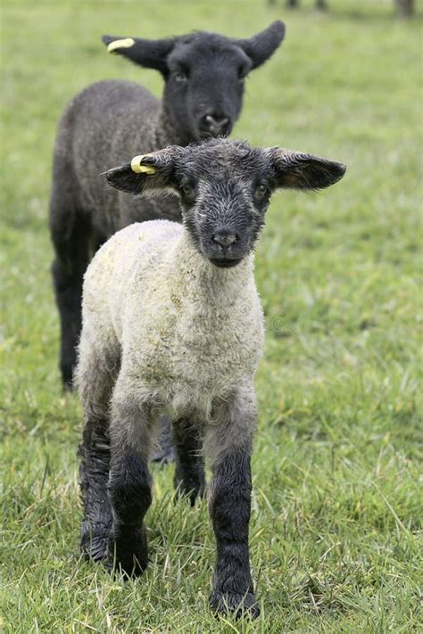 Lamb Young Baby White Black Stock Image - Image of baby, animals: 29719781