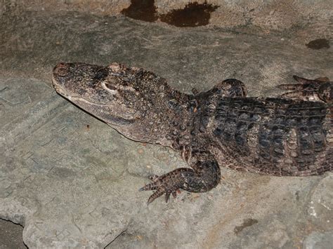 The Online Zoo - Chinese Alligator