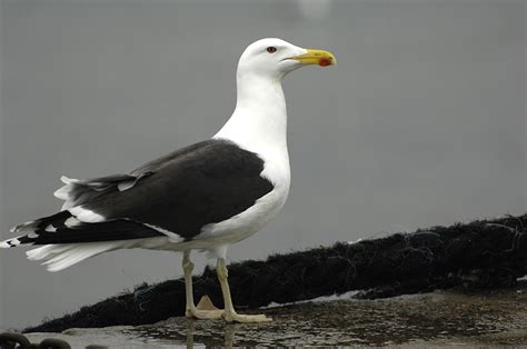 Great Black-backed Gull