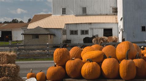 22 of the Best Fall Farm Fest Activities, Food, & Decorations - Mama on the Homestead