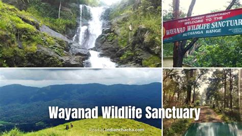 Wayanad Wildlife Sanctuary, Kerala (Visit In 2024)