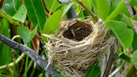 Red-Winged Blackbird Nest, Eggs, And Mating Rituals