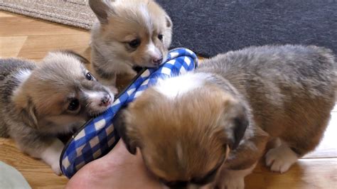 [VIDEO] Pembroke Welsh Corgi Puppies Playing With Each Other - Doggie ...