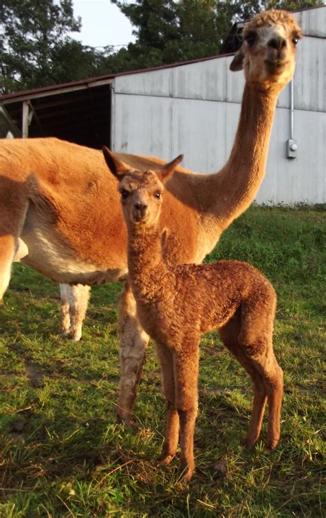 First Fall Alpaca Cria