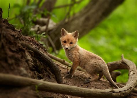 Baby Foxes