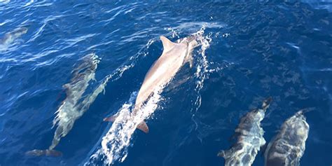 Bais dolphin watching | manjuyod sandbar | maldives of the philippines