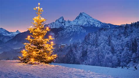 Christmas tree on the vineyard with Watzmann, Steinernes Meer plateau, Bavaria, Germany ...