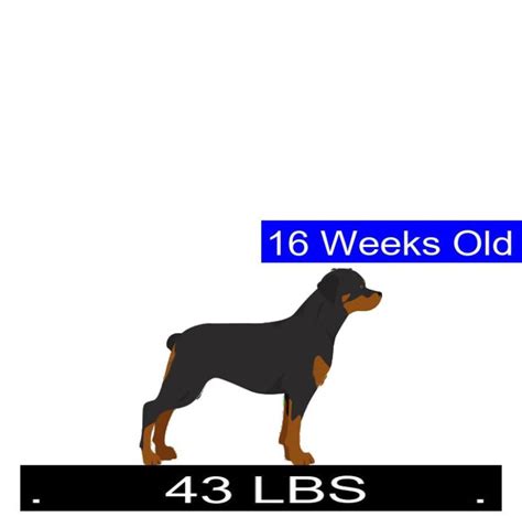 Rottweiler Growth Chart. Rottweiler Weight Calculator.