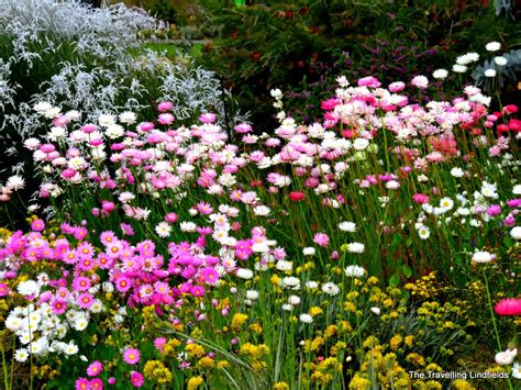 The Travelling Lindfields: Wildflowers in Western Australia: Kings Park, Perth.