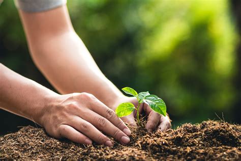 Planting Bare-Root Tree Seedlings