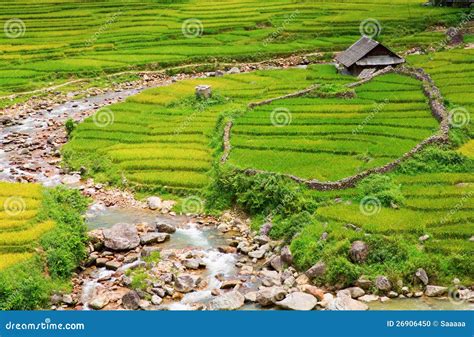 Rice plantation stock photo. Image of pattern, cultivation - 26906450