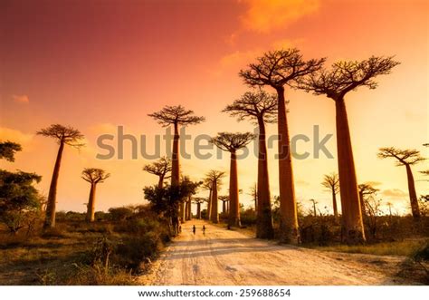 3,134 Baobab Tree African Sunset Royalty-Free Images, Stock Photos & Pictures | Shutterstock