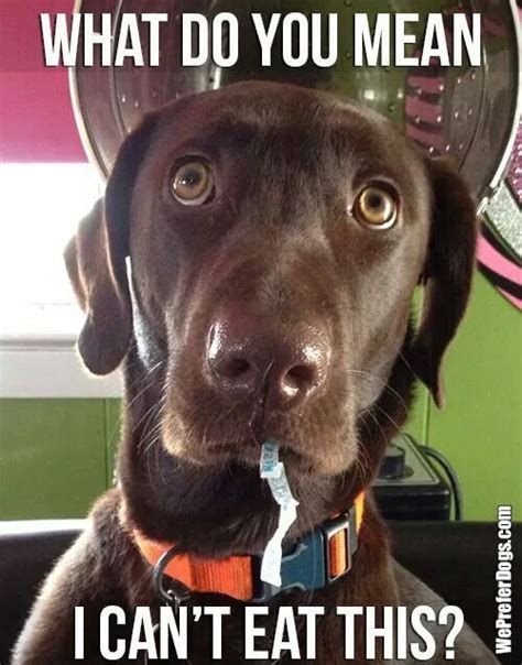 Funny labrador with meme #labrador #funny #meme | Funny Pics | Dogs ...