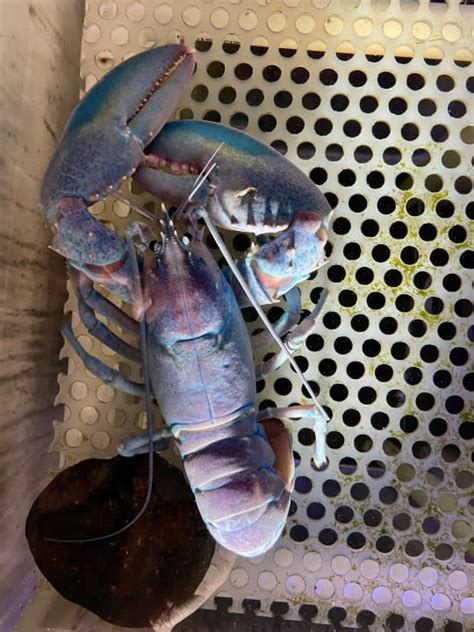 Rare ‘cotton candy’ lobster caught off New England coast