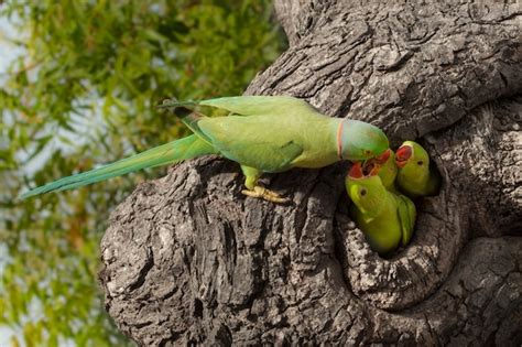 Premium Photo | Parrot feeding little