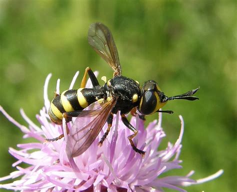 Conops flavipes (Yellow-legged Beegrabber) | Flickr