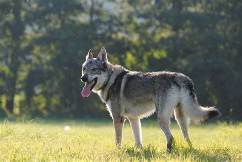 Kunming Wolfdog Info, Temperament, Puppies, Pictures