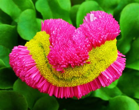 Smiling English Daisy (Natural Fasciation) / Bellis perennis / Edible Flowers | Unique flowers ...