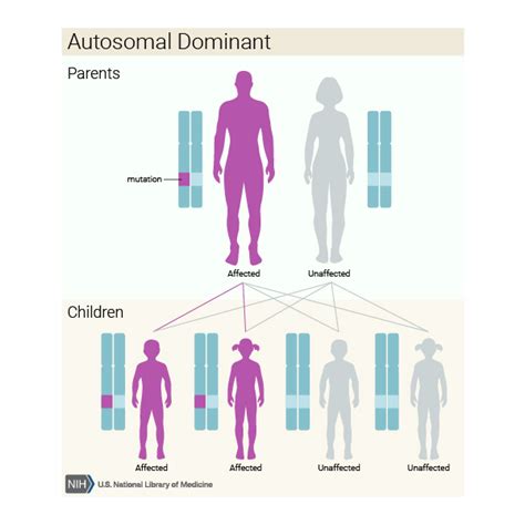 Atypical hemolytic-uremic syndrome: MedlinePlus Genetics