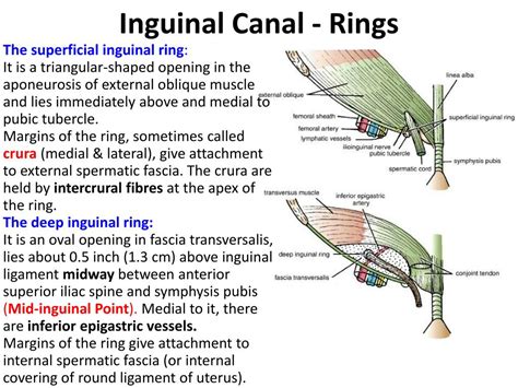 Inguinal Ring Anatomy