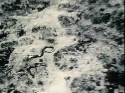 "Giant Congo Snake", 40 - 50 ft long. Picture taken in 1959 ...