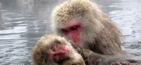 Snow monkeys - Experience Japan | Inside Japan Tours