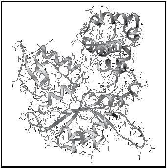 Globular Protein - Chemistry Encyclopedia - structure, water, proteins ...