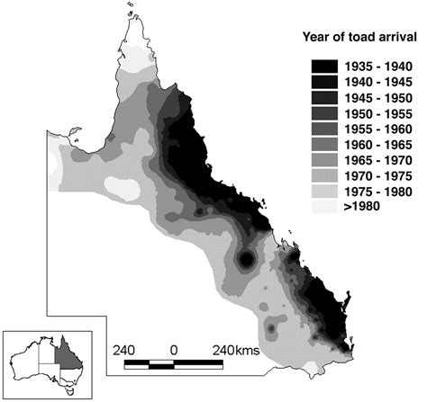 Cane Toads - Cane Toads in Kakadu National Park