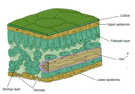 Leaf structure - Biology Notes for IGCSE 2014