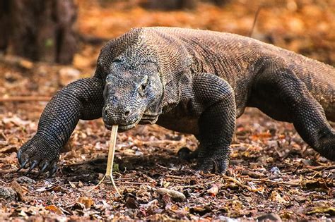 Komodo Adalah - Warisan dunia hewan purba di Labuan Bajo