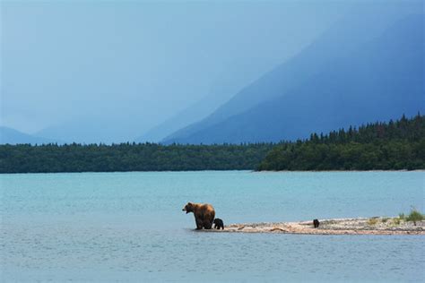 Mother grizzly with cubs on the edge of Naknek Lake. Katma… | Flickr