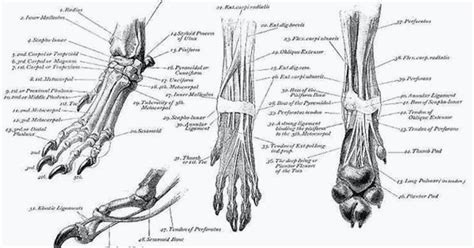 Anatomy Of Canine Paw | Anatomy Humans Body | Dog anatomy, Dog skeleton ...