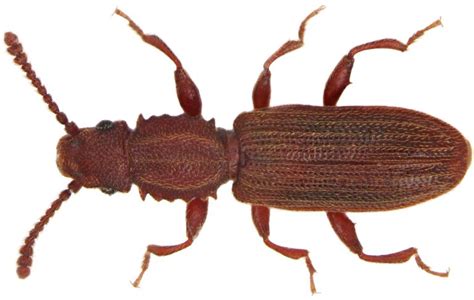 Sawtoothed grain beetle (Oryzeaphilus surinamensis) in Australia - Professional Pest Manager