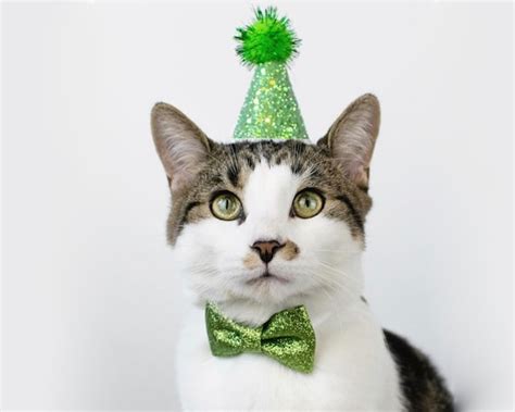 Cats In Birthday Hats