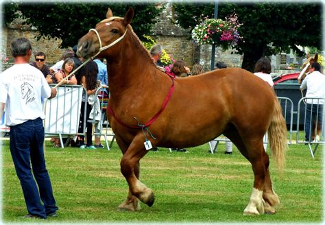 Breton draft horse by CelticWarBoy on DeviantArt