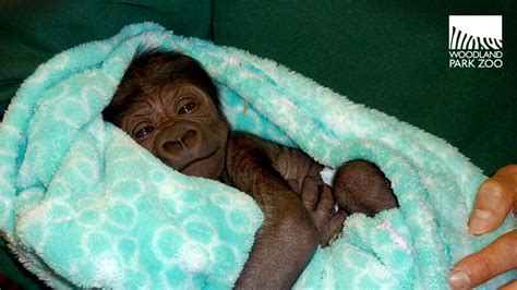 Adorable baby gorilla born at Seattle's Woodland Park Zoo - ABC7 Los Angeles