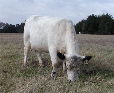 About British White Cattle Breed Archives - Halliburton Farms British ...