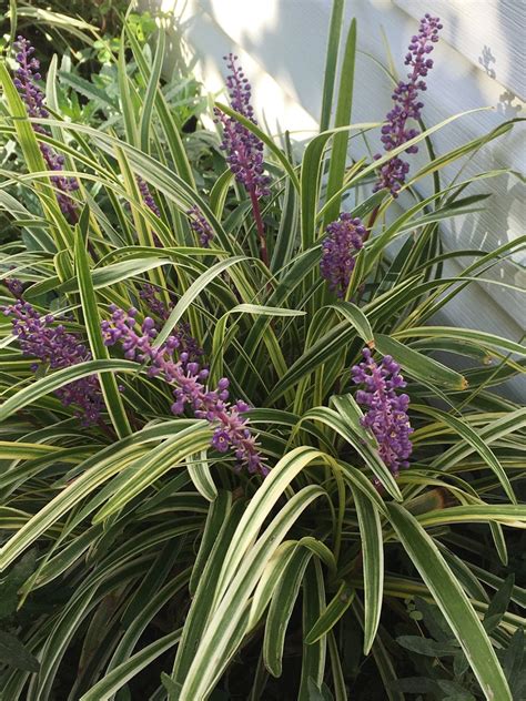 Variegated Liriope Muscari Seeds Lilyturf Perennial | Etsy