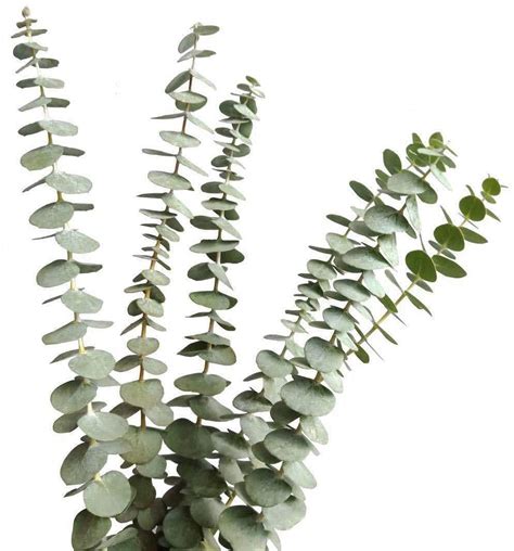 Dried Real Eucalyptus Branches 12 Stems, Natural Eucalyptus Leaves for ...