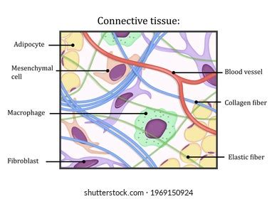 765 Connective Tissue Diagram Royalty-Free Photos and Stock Images | Shutterstock