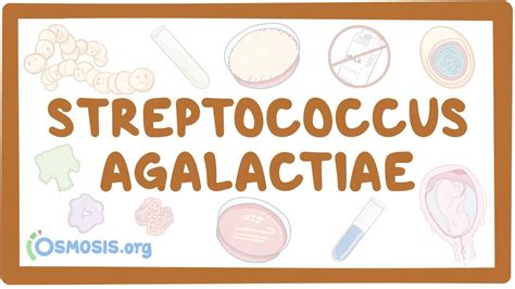 Streptococcus agalactiae (Group B Strep): Video | Osmosis