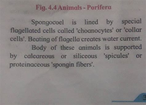 Fig. 4.4Animals - Porifera Spongocoel is lined by special flagellated cel..