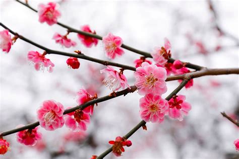 Japanese Plum Blossom Wallpapers - Top Free Japanese Plum Blossom Backgrounds - WallpaperAccess