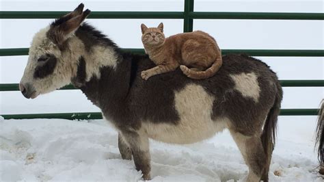 'Boss' Cat Hitches a Ride on Mini Horse and Donkey's Backs - ABC News