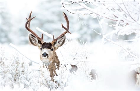 Winter Deer Wallpaper Backgrounds (72+ images)