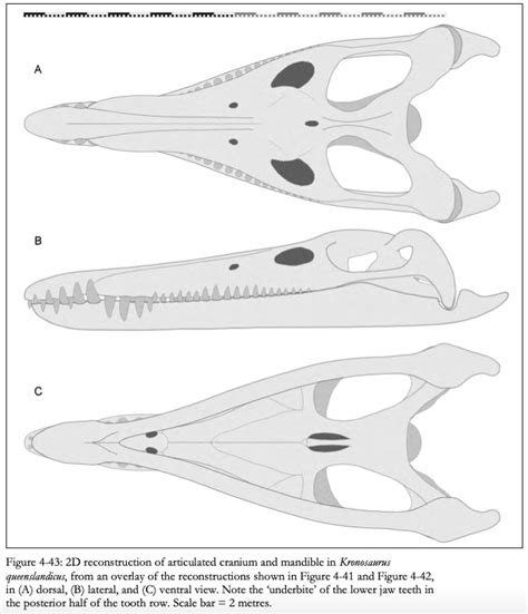 Kronosaurus – Plesiosaur Directory