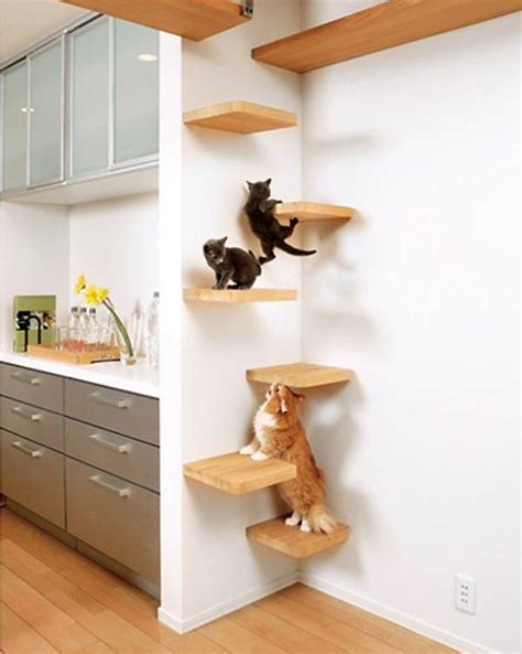 Take The Time To Build Cat Shelves: Fun For Both You And Your Pet