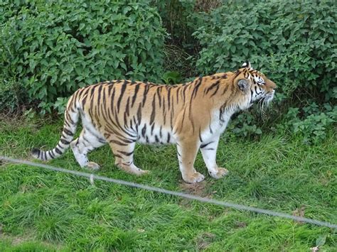 Tiger at Yorkshire Wildlife Park - ZooChat