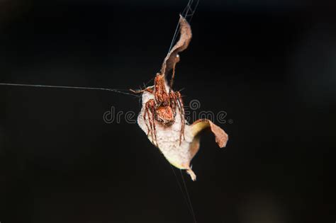 Little spider stock image. Image of garden, nature, zigzag - 48796407