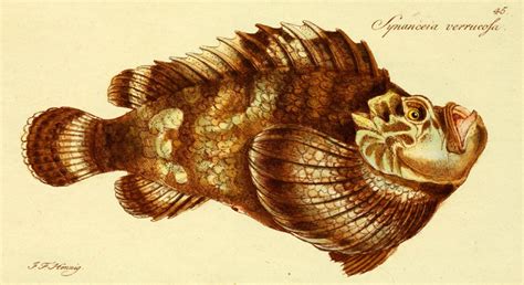 How to treat a stonefish sting